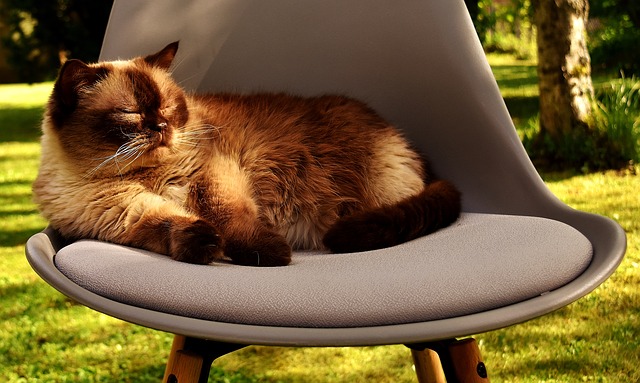 Kočka na stoličce