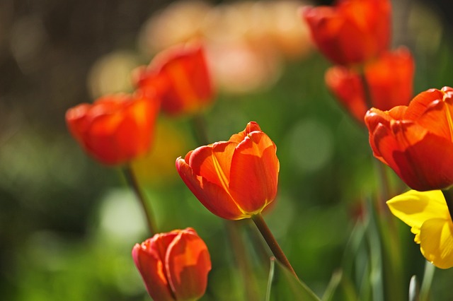 viac tulipánov.jpg